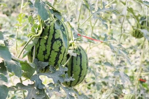 网红吃瓜在哪里,探寻热门话题背后的秘密聚集地